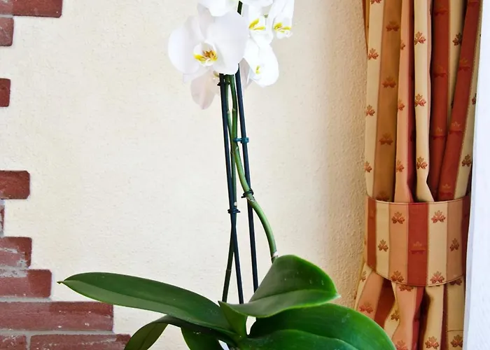 幸福天堂酒店 酒店 4*